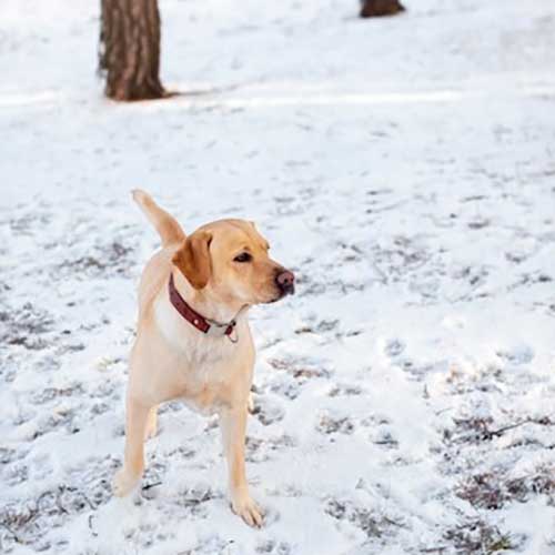 sobaka-nastupila-v-reagent