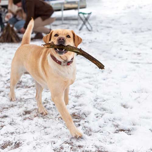 sobaka-nastupila-v-reagent