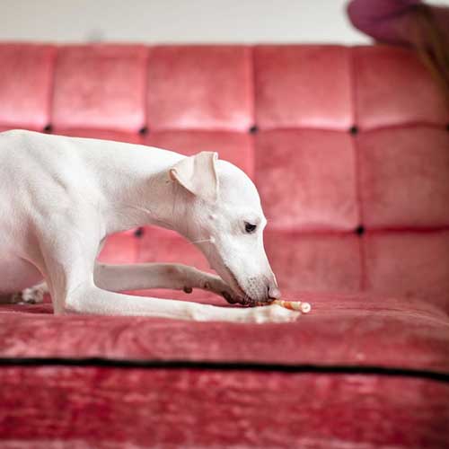 sobaka-proglotila-predmet