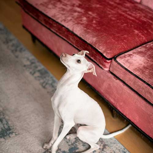 sobaka-proglotila-predmet