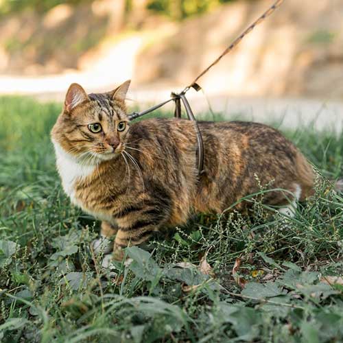 zachem-koshki-edyat-travu