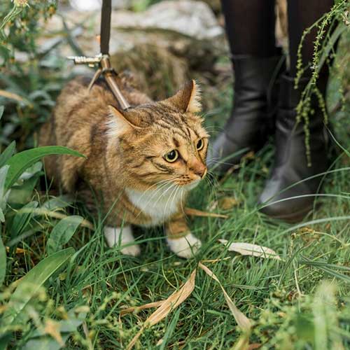 zachem-koshki-edyat-travu