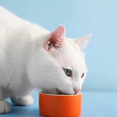 kak-pravilno-kormit-koshku-vlazhnyim-kormom