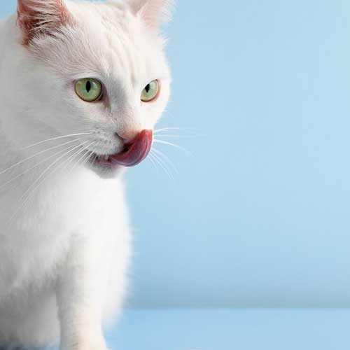 kak-pravilno-kormit-koshku-vlazhnyim-kormom