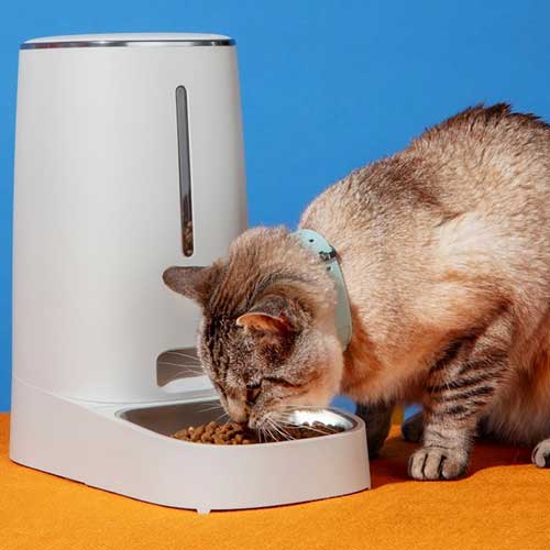 pochemu-koshki-zakapyivayut-edu