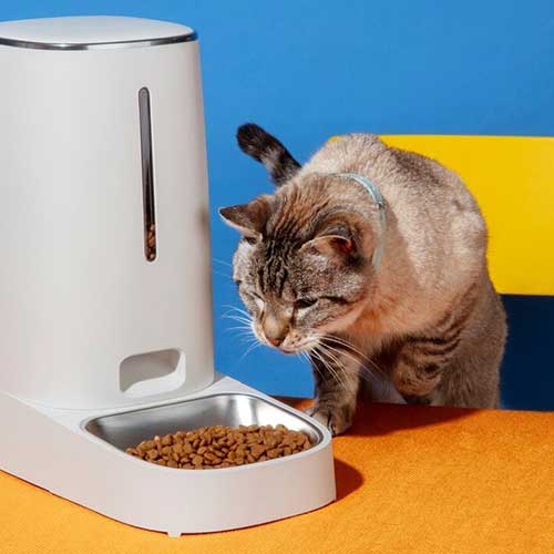 pochemu-koshki-zakapyivayut-edu