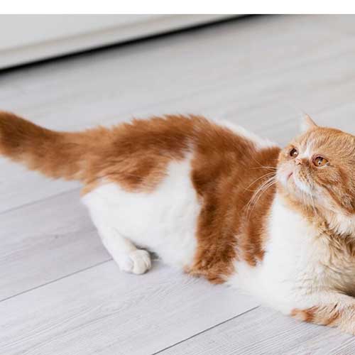 zachem-koshke-nuzhen-xvost