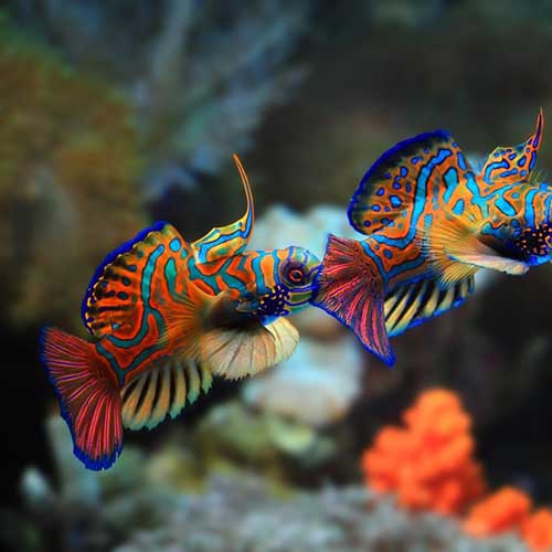 infekczionnyie-zabolevaniya-u-akvariumnyix-ryibok