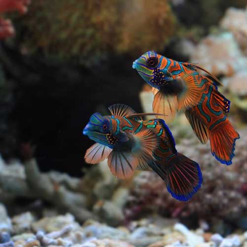 infekczionnyie-zabolevaniya-u-akvariumnyix-ryibok