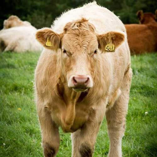 sol-v-raczione-selskoxozyajstvennyix-zhivotnyix