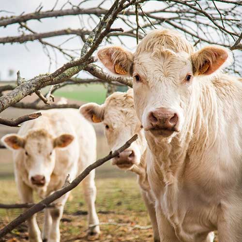 sol-v-raczione-selskoxozyajstvennyix-zhivotnyix