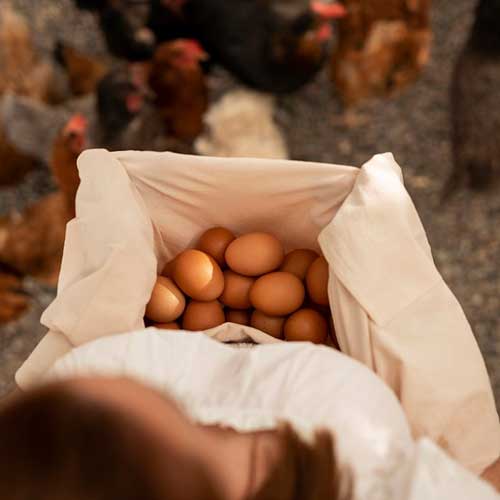 yajcza-kur-bez-skorlupyi