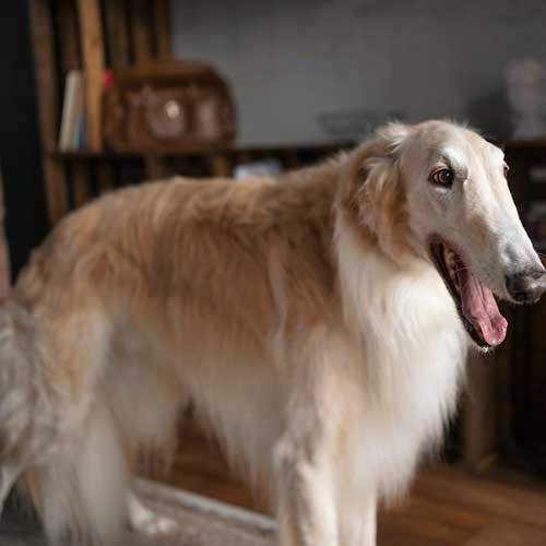 zapax-o-shersti-sobaki