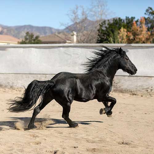 osobennosti-zreniya-loshadej