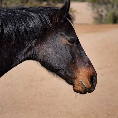 osobennosti-zreniya-loshadej