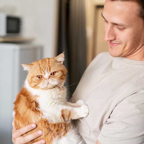 ushnyie-kapli-dlya-koshek