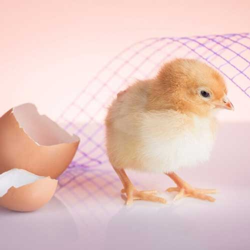 czyiplenok-ne-mozhet-vyilupitsya