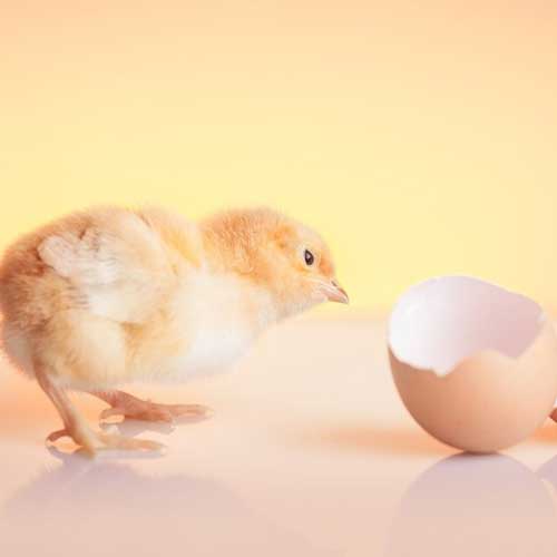 czyiplenok-ne-mozhet-vyilupitsya