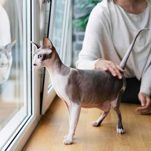 opuxoli-molochnyix-zhelez-u-koshek