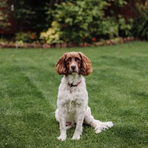 zabolevaniya-reproduktivnoj-sistemyi-u-sobak