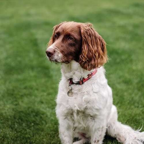 zabolevaniya-reproduktivnoj-sistemyi-u-sobak