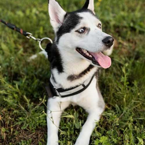 lozhnaya-beremennost-u-sobak