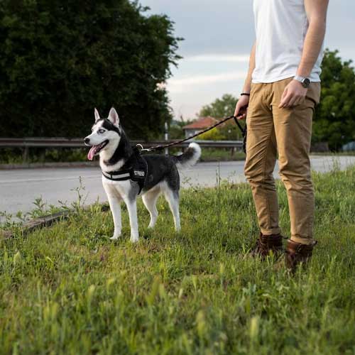 lozhnaya-beremennost-u-sobak