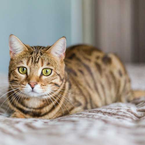 zabolevaniya-pochek-u-koshek