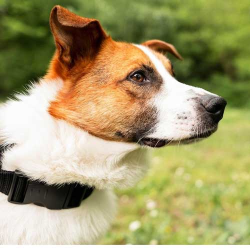 intersticzialnyij-nefrit-u-sobak