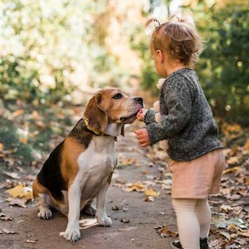 polikistoz-pochek-u-sobak