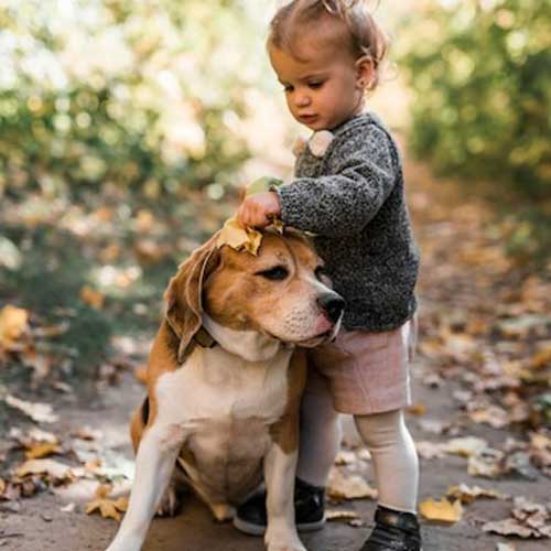 polikistoz-pochek-u-sobak