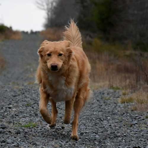 gribkovyie-infekczii-u-sobak