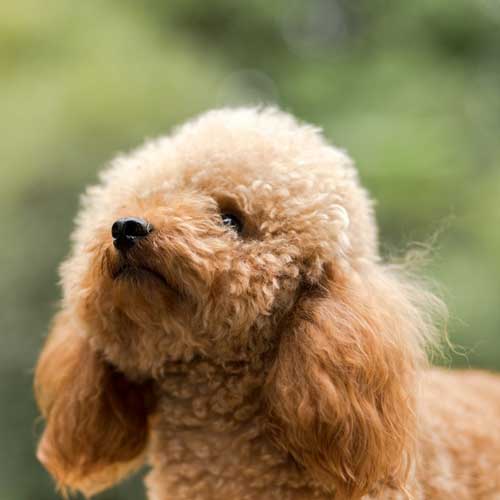 kokczidioidomikoz-u-sobak