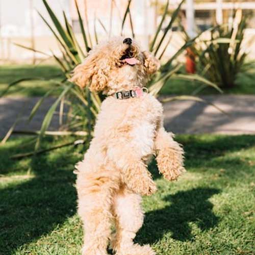 opuxoli-kozhi-u-sobak