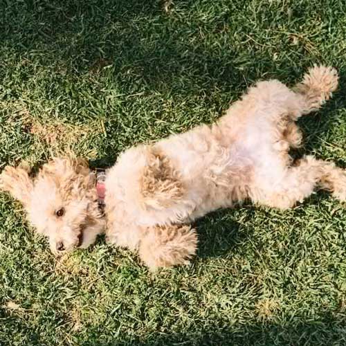 opuxoli-kozhi-u-sobak