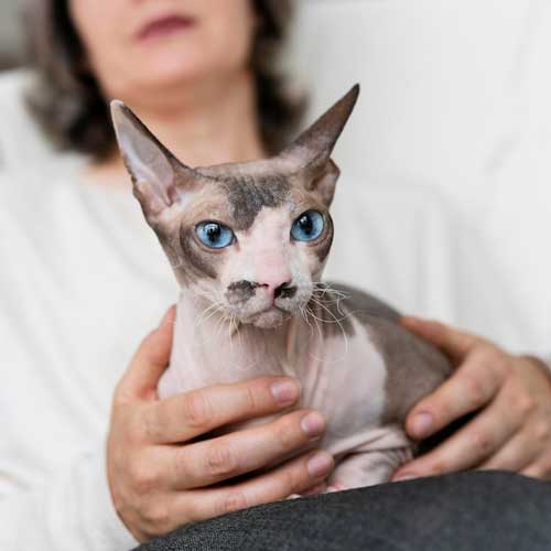 allergicheskij-dermatit-u-koshek