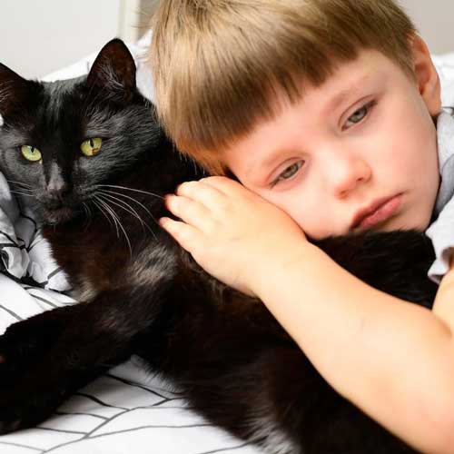 autoimmunnaya-gemoliticheskaya-anemiya-u-koshek