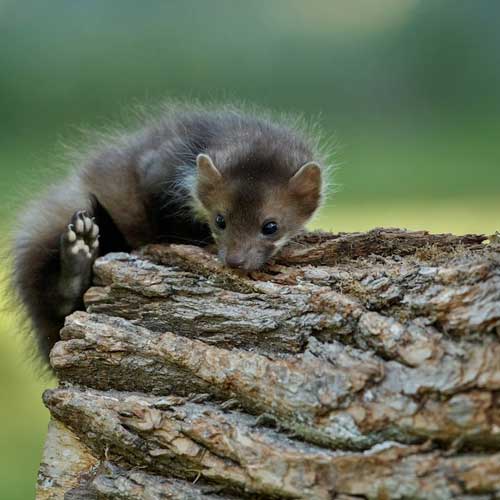 Приучить хорька к лотку