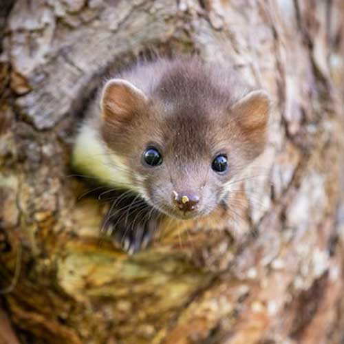 Приучить хорька к лотку вполне реально