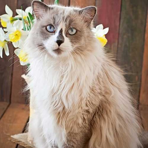 kak-opredelit-normalnyij-ves-koshki