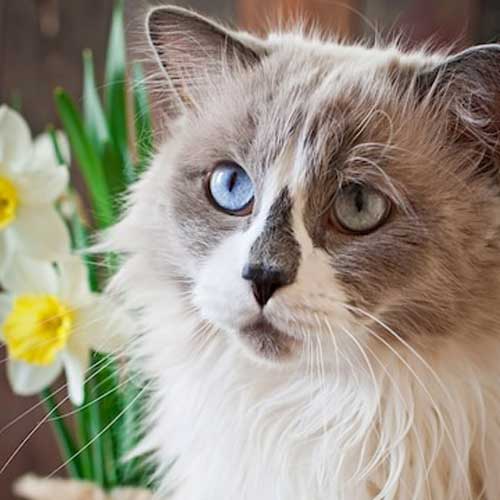 kak-opredelit-normalnyij-ves-koshki