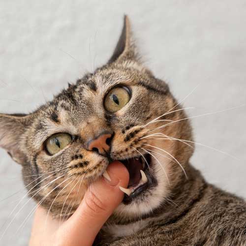 u-koshki-vyipali-zubyi