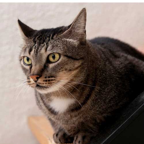 u-koshki-vyipali-zubyi