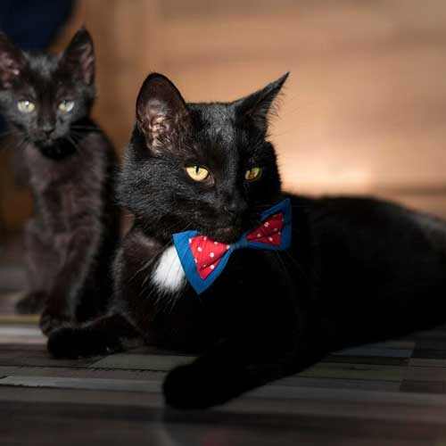 zabolevaniya-zubov-u-koshek