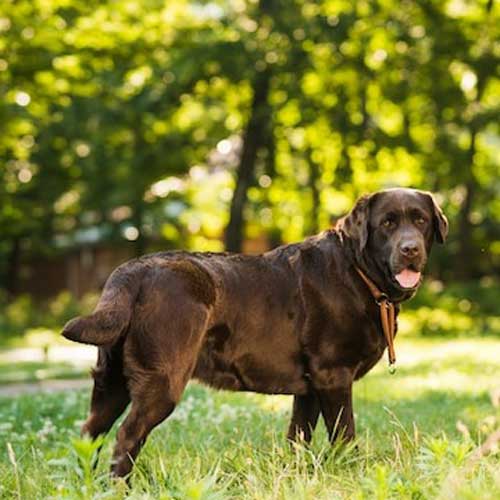 Статья Зубной налет у собак