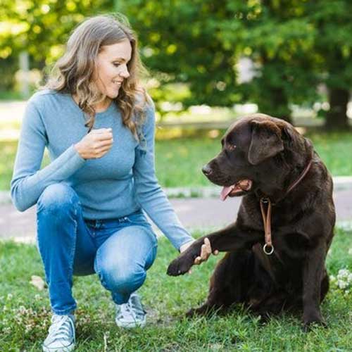 Зубной налет у собак