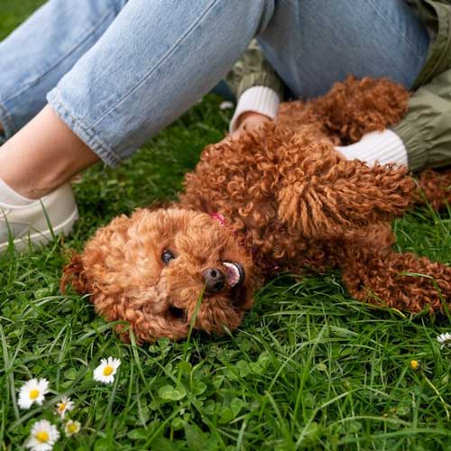 Зубной камень у собак