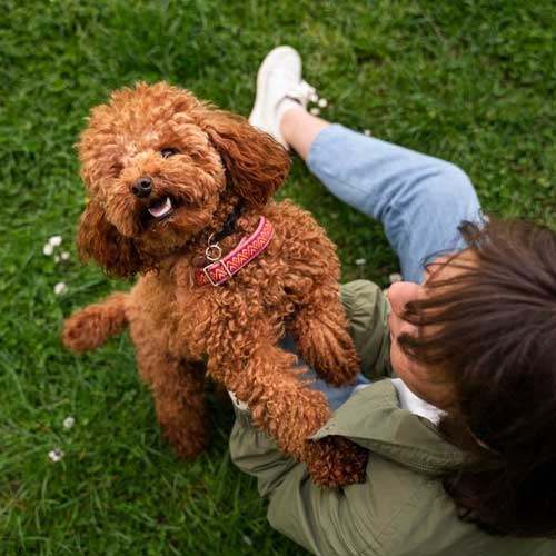 Зубной камень у собак