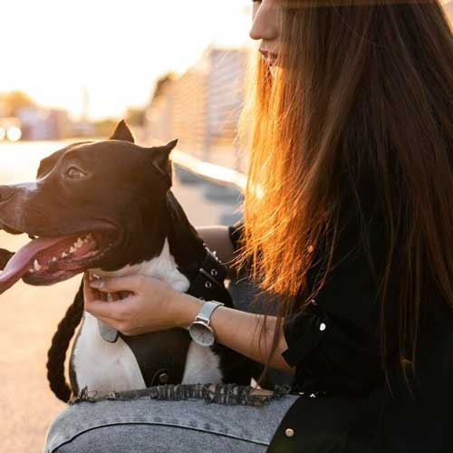 Пародонтит у собак