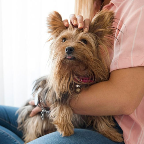 Статья У собаки сломался зуб